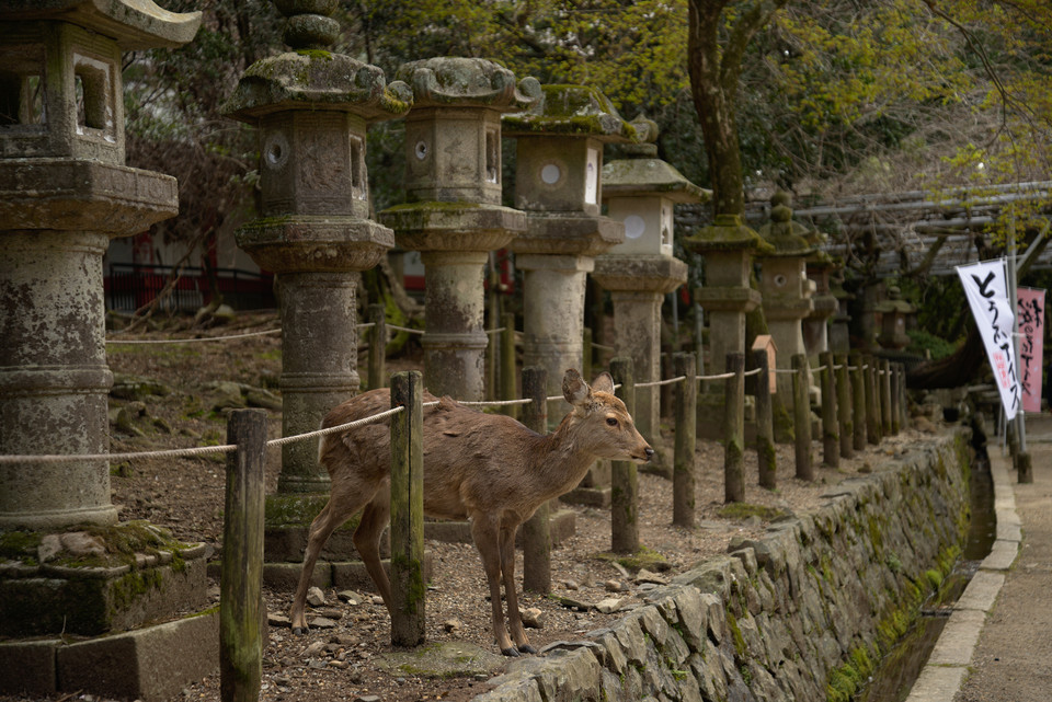 Kasuga Taisha - Stone Lanterns and a Deer