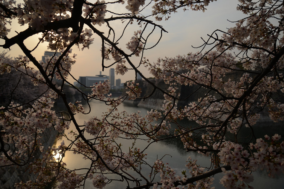 Osaka Castle - Late Afternoon Blossoms