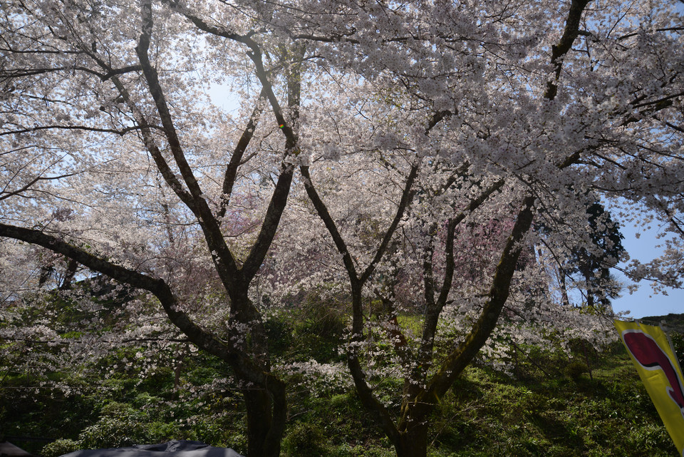Yoshino - Sunlight Filtering Through Blossoms