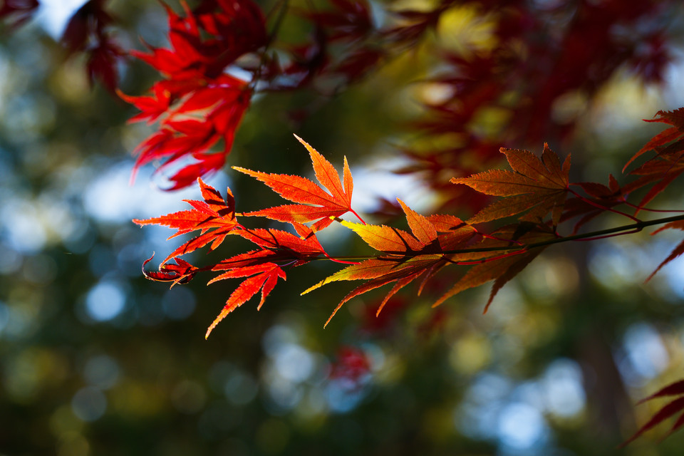 Arakura Fuji Sengen Shrine - Maple Leaves Closeup II
