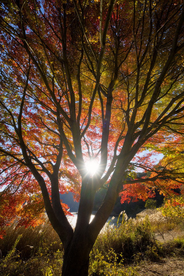 Fujikawaguchiko - Shining Through Leaves