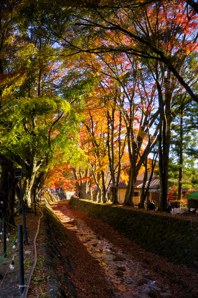 Momoji Corridor - River of Foliage