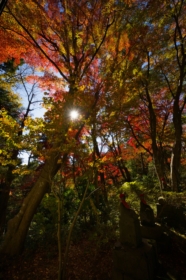 Takaosan - Backlit Trees II