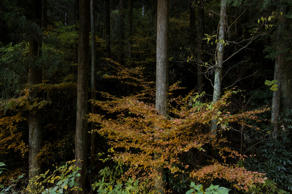 Takaosan - Forest Foliage II