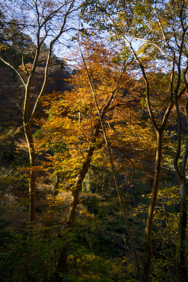 Takaosan - Forest Foliage I