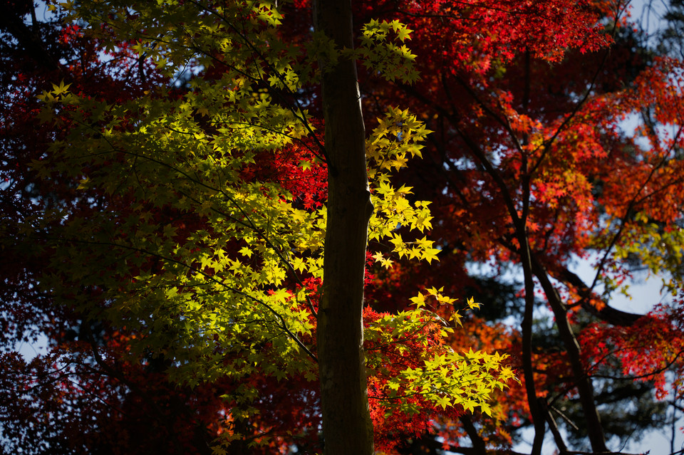 Takaosan - Maple Leaves