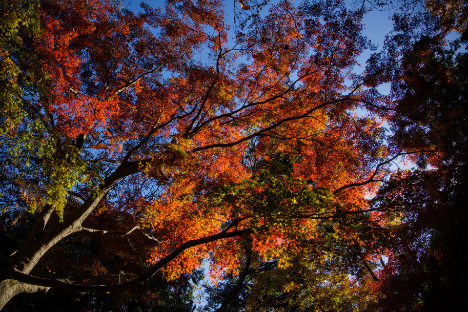 Takaosan - Overhead Foliage