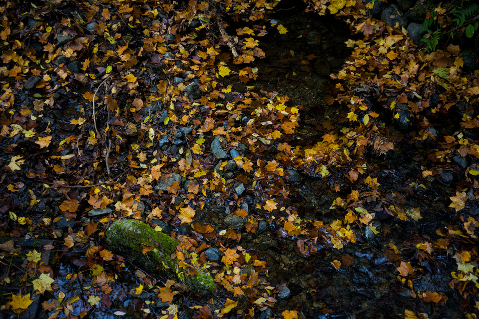 Takaosan - River of Leaves