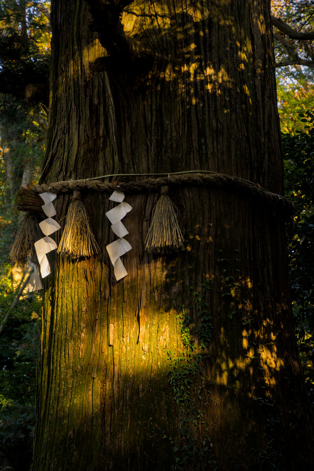 Takaosan - Sacred Tree