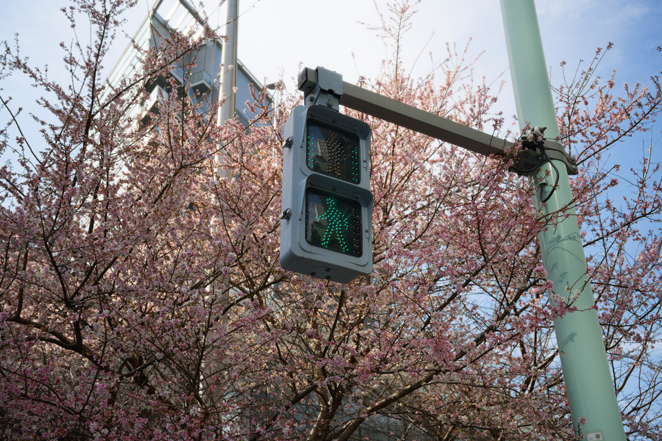 Ginza - Winter Sakura Go