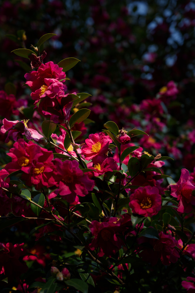 Hamarikyu Gardens - Camellias