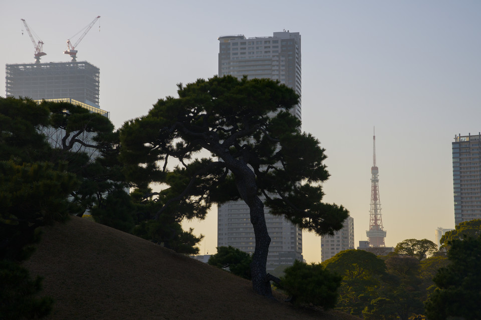 Hamarikyu Gardens - Pine and Tower
