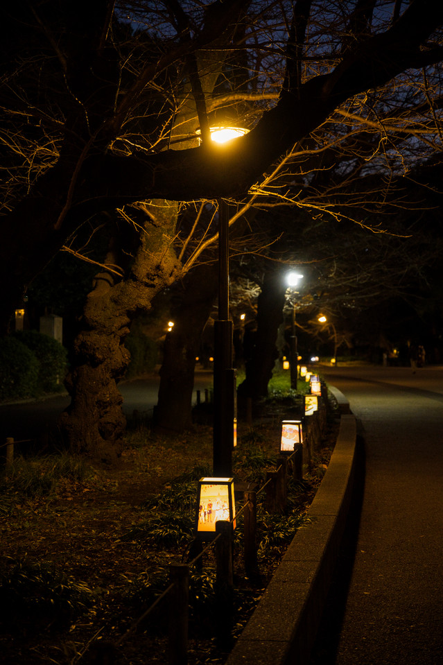 Ueno Park - Lantern-lit Promenade