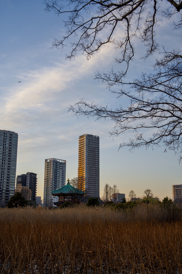 Ueno Park - Shinobazuno Pond