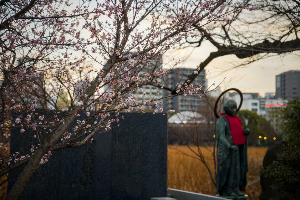 Ueno Park - Winter Sakura and Statue