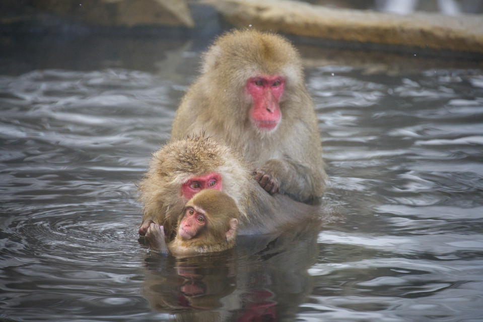 Jigokudani - Family Bath II