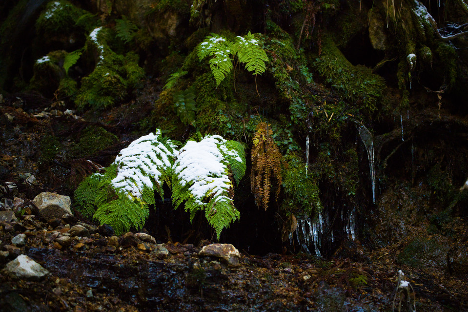 Jigokudani - Frozen Waterfall