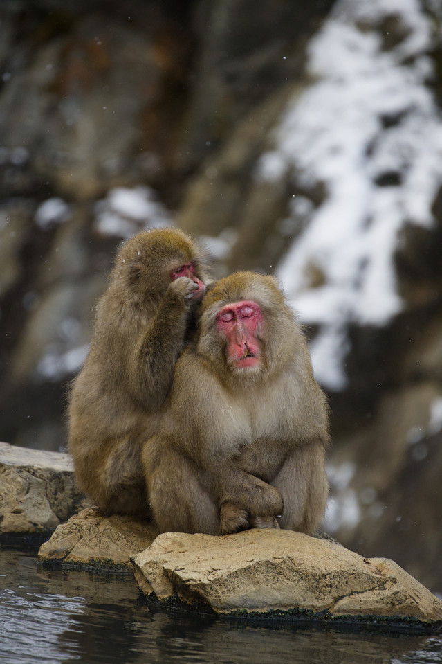 Jigokudani - Grooming