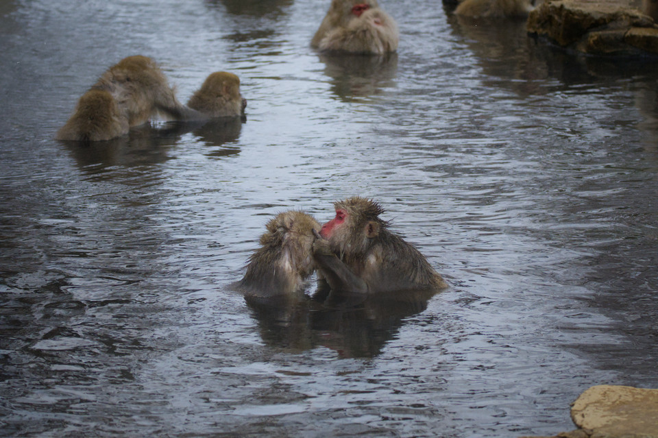 Jigokudani - Intimate Moment