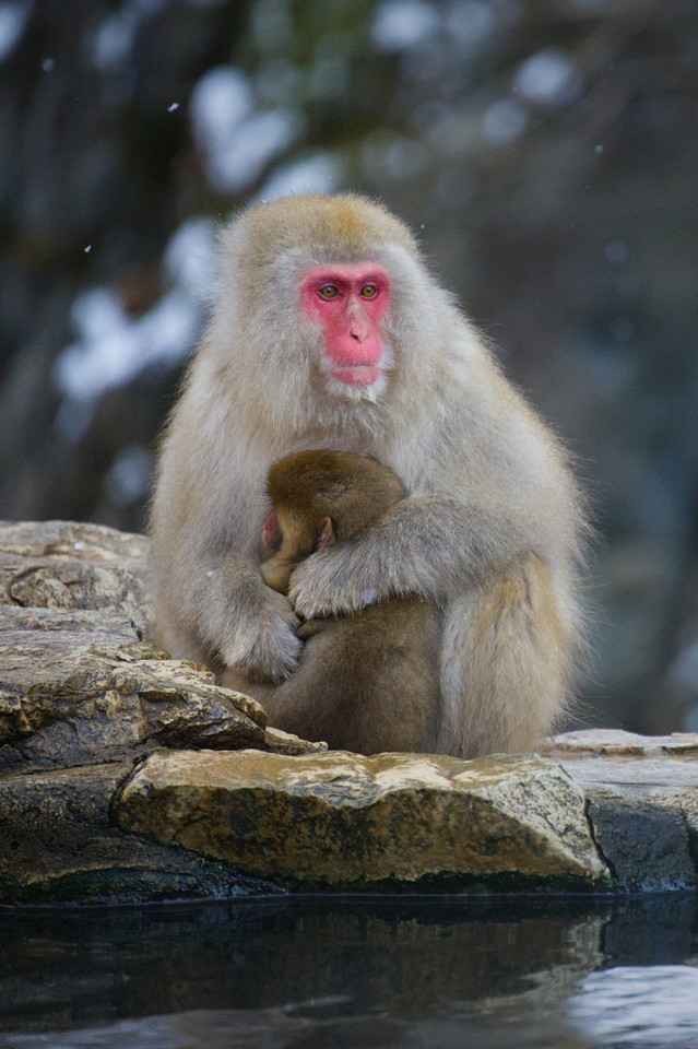Jigokudani - Parent and Child III