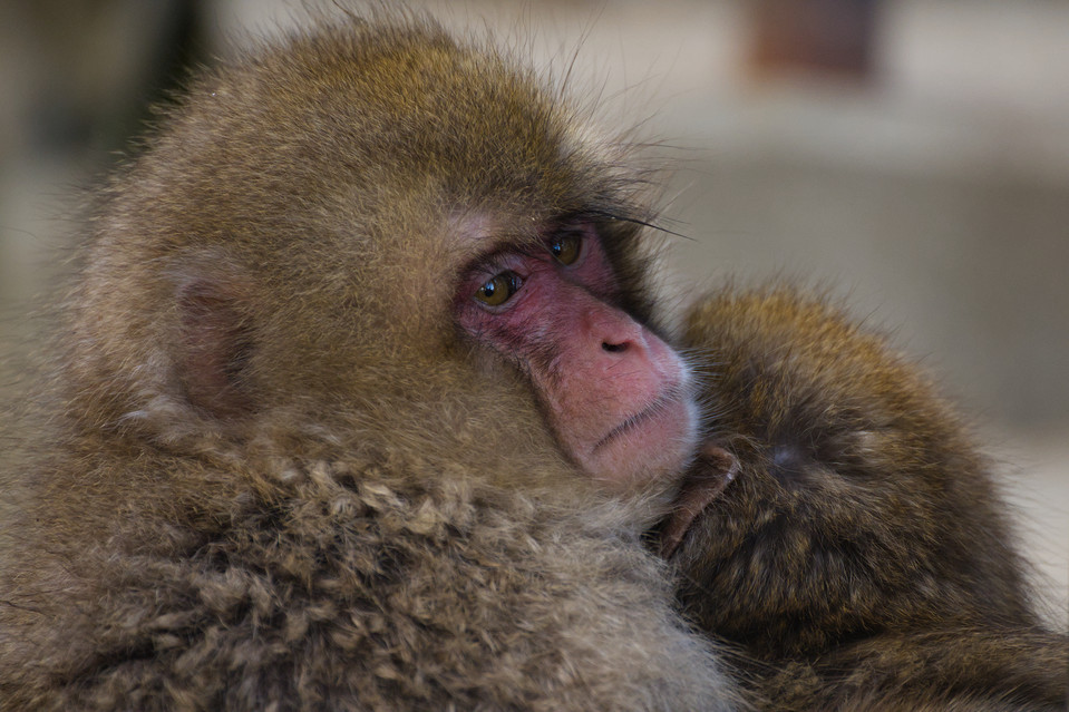 Jigokudani - Parent and Child II