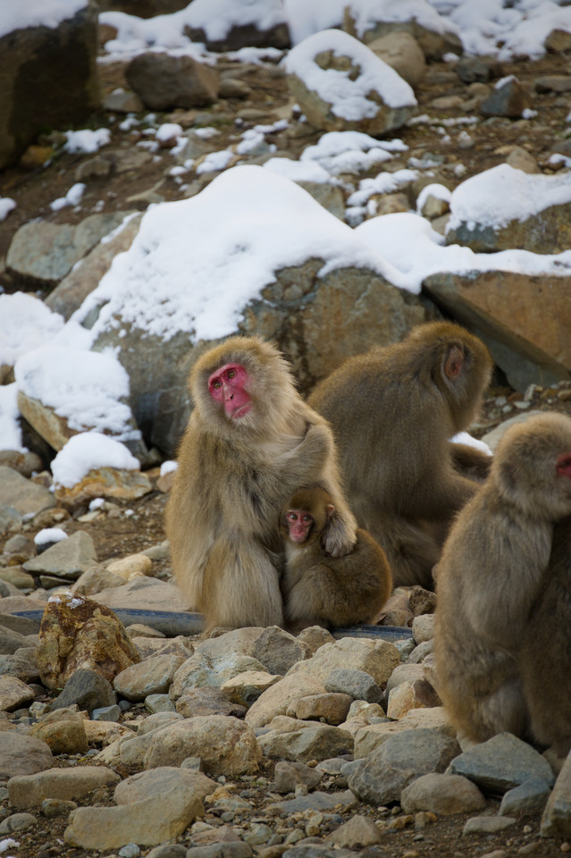 Jigokudani - Parent and Child I