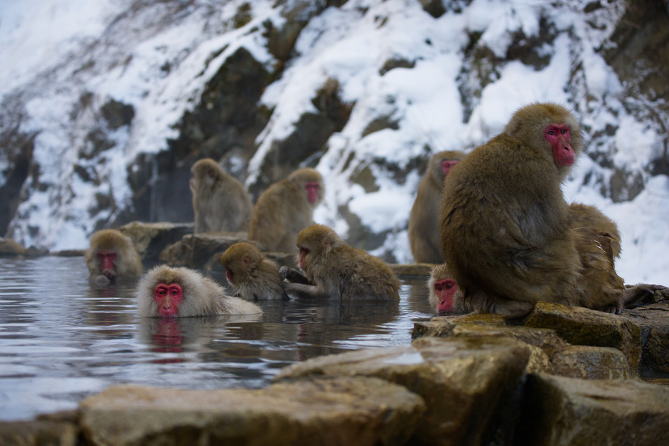 Jigokudani - Pondering