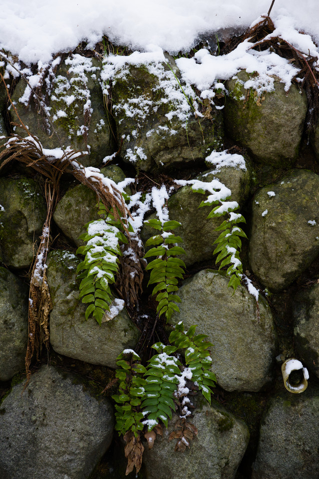 Jigokudani - Snow on Stone and Leaves