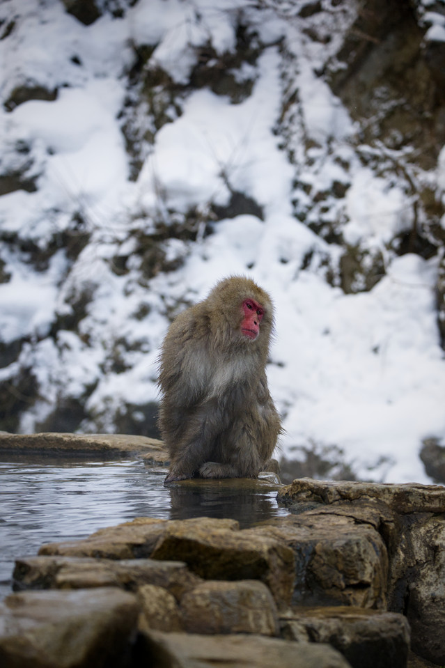 Jigokudani - Striking a Pose
