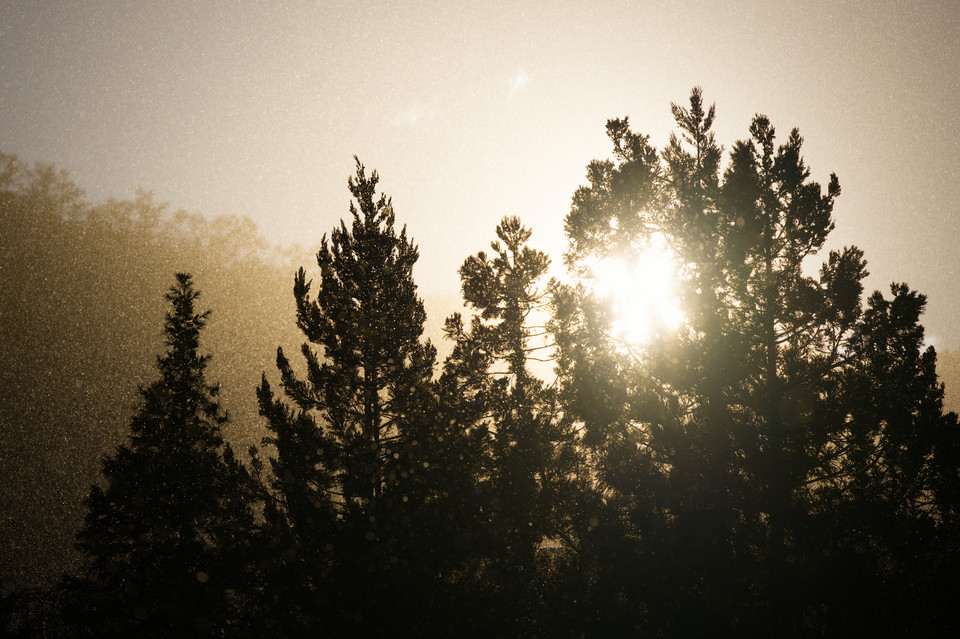 Jigokudani - Sunlit Snow