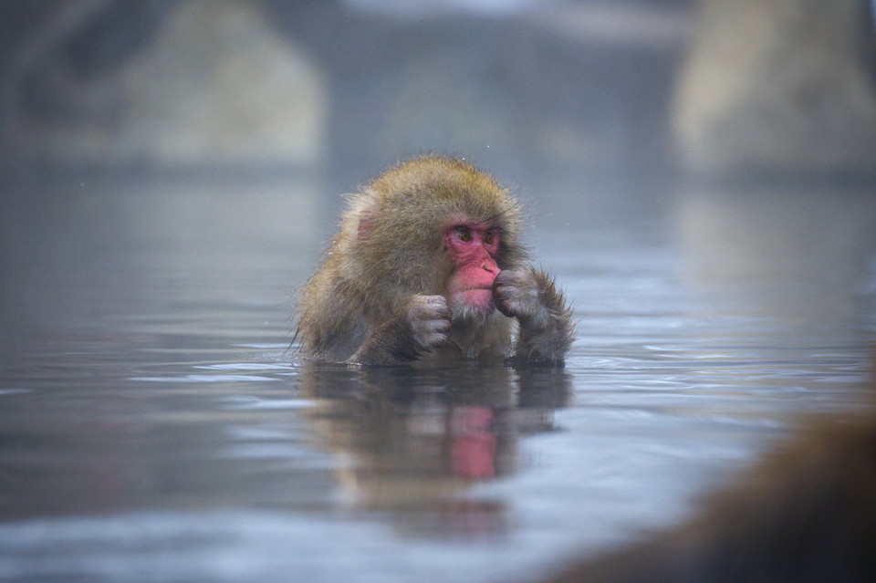 Jigokudani - Young Snow Monkey