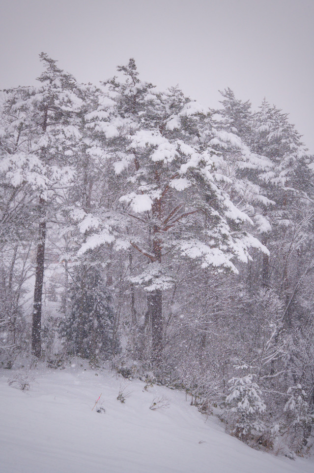 Happo-One - Red Bark, White Snow