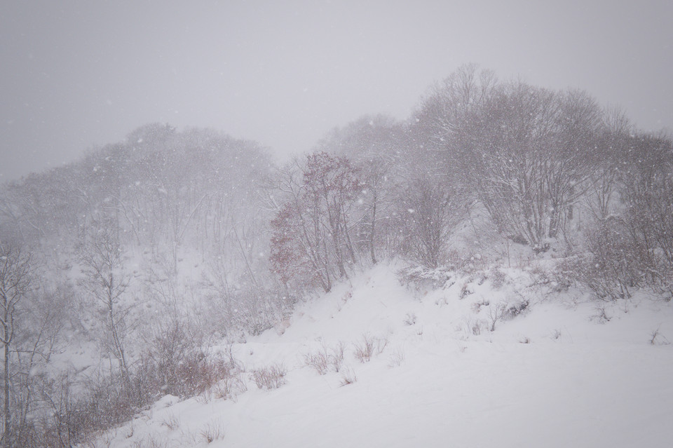 Happo-One - Red Leaves, White Snow