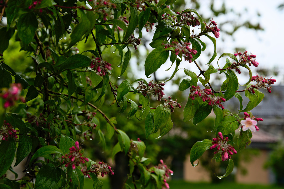 Bergen - Bergenhus Fortress Flowers I