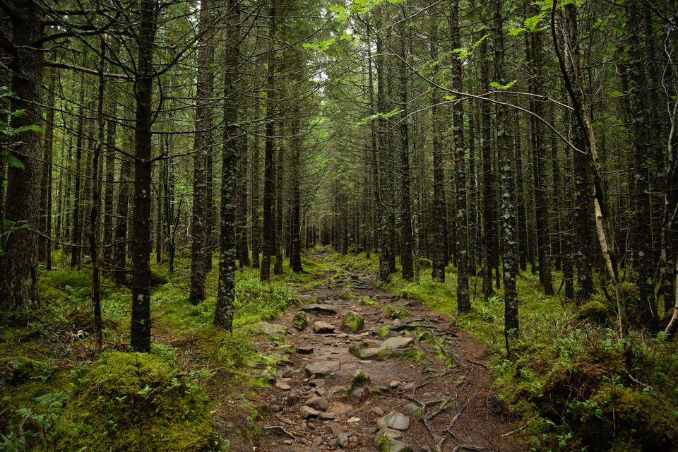 Trollkirka - Forest Path