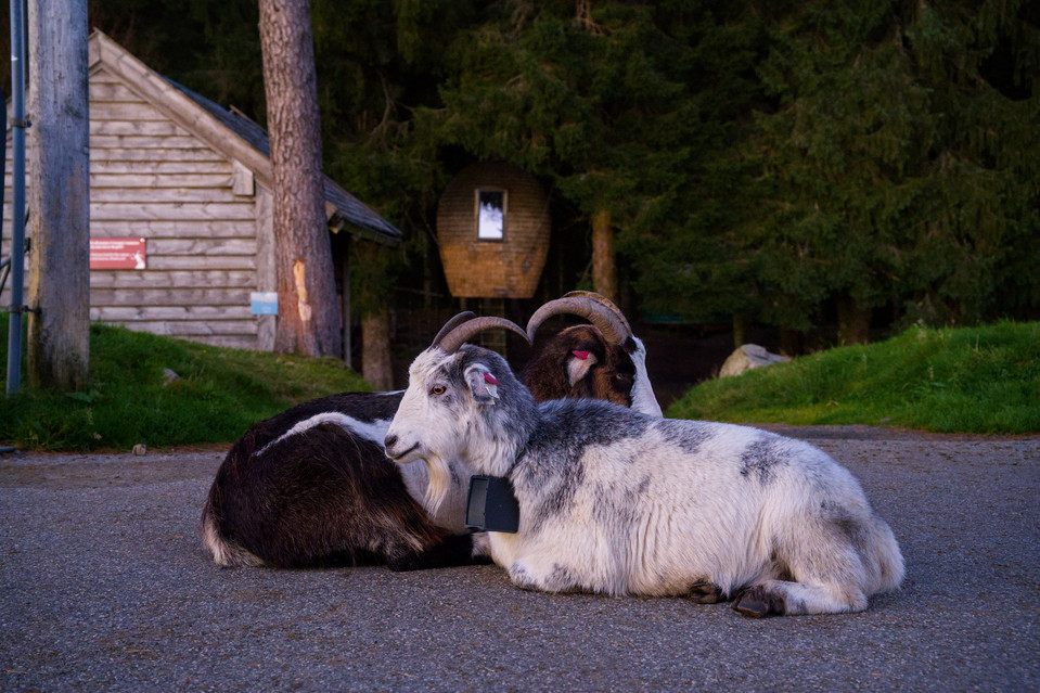 Bergen - Goats at Fløyen