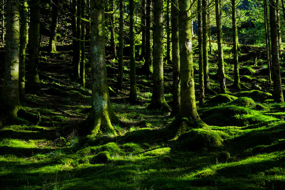 Botnen - Amongst the Trees