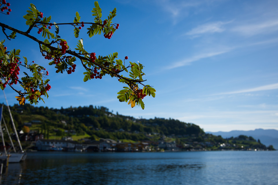 Norheimsund - Berries