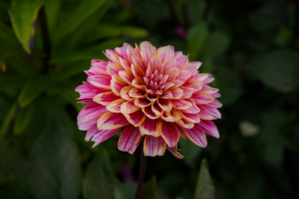 Arctic-Alpine Botanic Garden - Dahlia