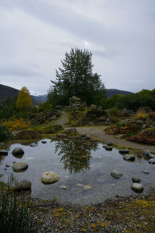 Arctic-Alpine Botanic Garden - Tree Reflection