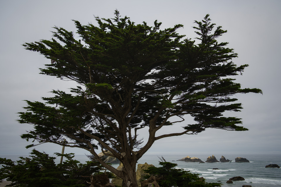 Bandon - Coastal Trees and Rocks