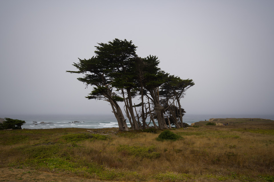 Fort Bragg - Coastal Trees