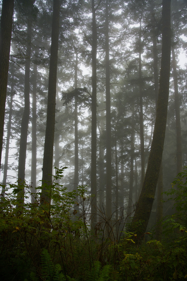 Highway 101 - Misty Forest