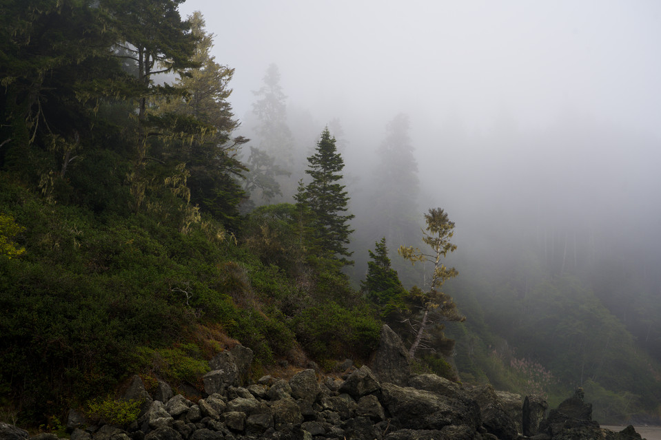 Highway 101 - Misty Trees