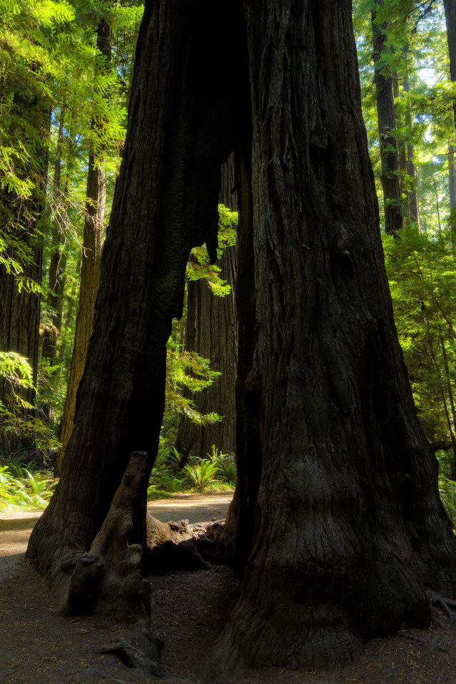 Humboldt Redwoods - Tunnel View