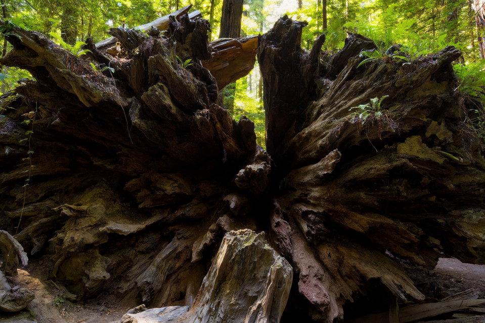 Humboldt Redwoods - Uprooted