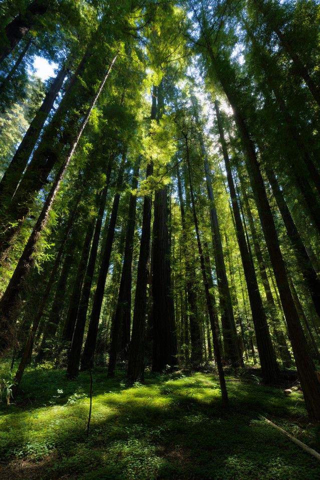 Humboldt Redwoods   Verdant Forest thumb