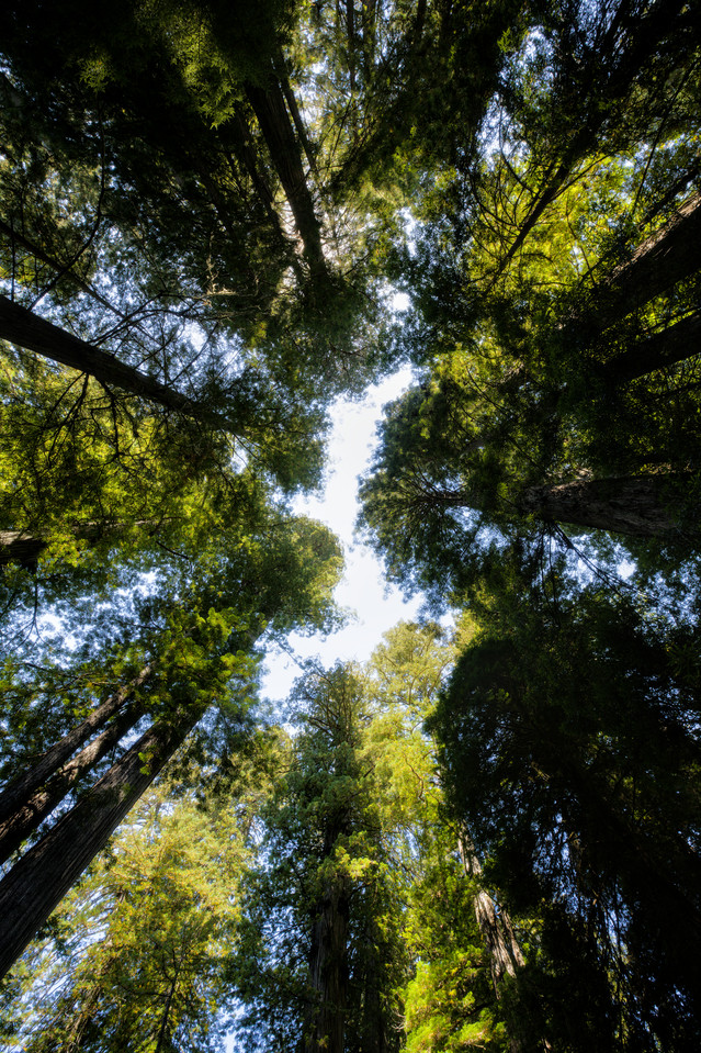 Redwood National Park - Grove Overhead