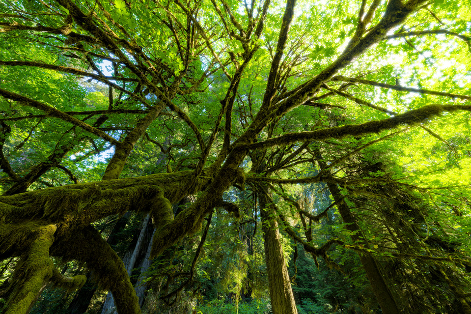 Redwood National Park - Mossy Branches