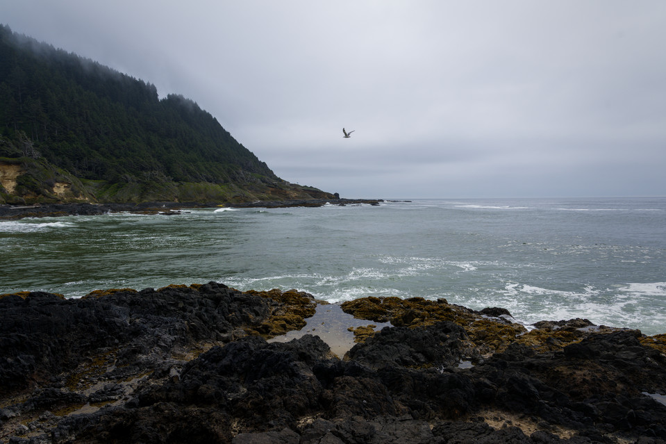 Cape Perpetua - Cape Cove Beach I